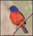 _0SB1102 painted bunting